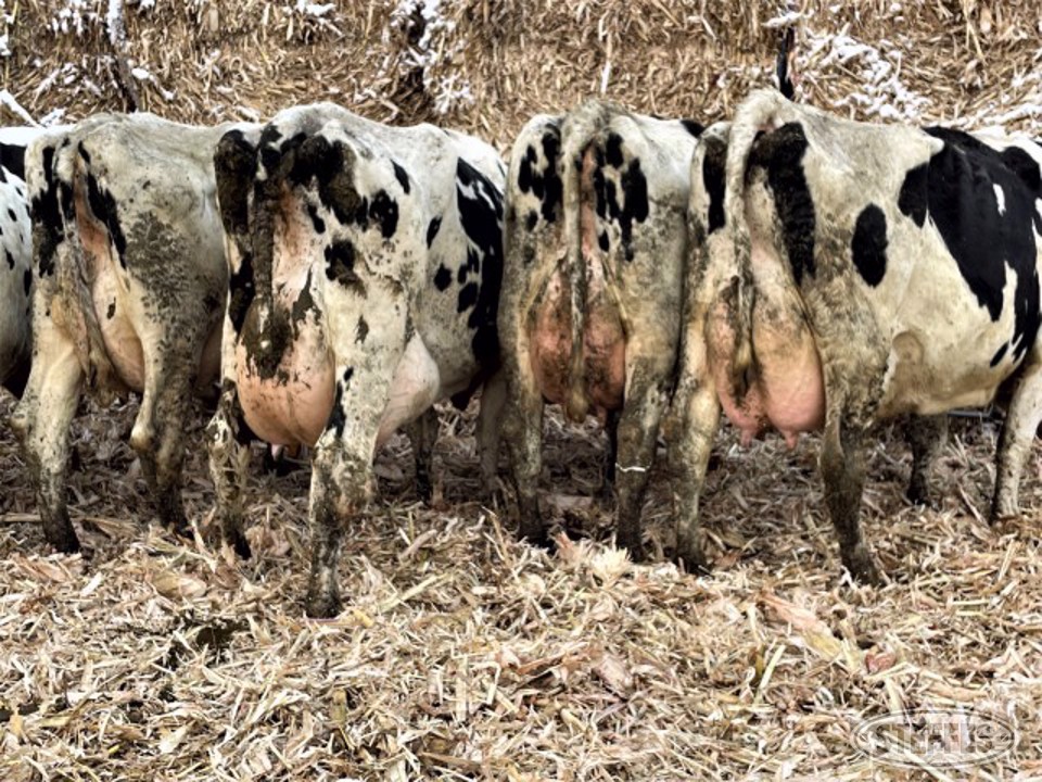 (14 Head) Holstein cows
